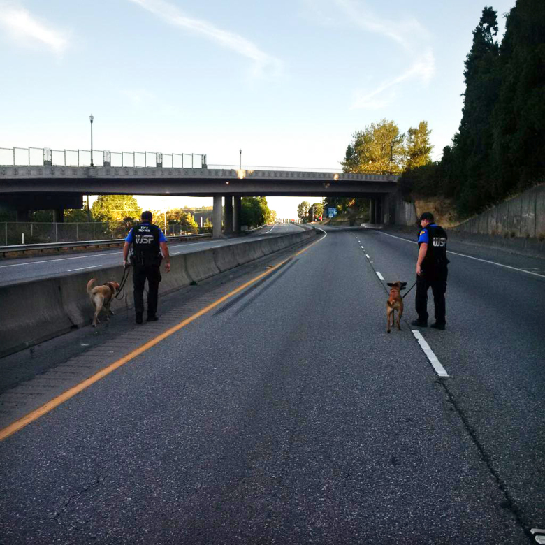 A Washington State Patrol K9 unit searches Interstate 5 for spent shell casings on Saturday in Mount Vernon