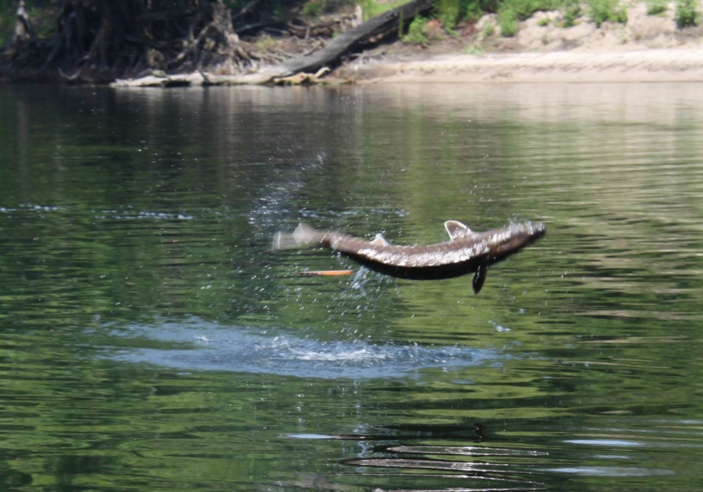 A jumping sturgeon on the Suwannee River. Florida Fish and Wildlife