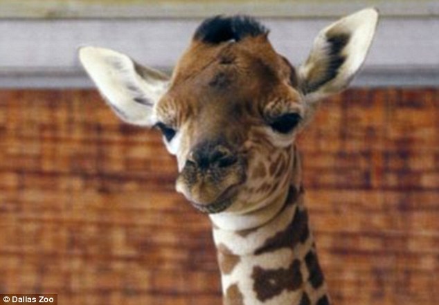 A three-month-old giraffe Kipenzi whose birth at the Dallas Zoo was streamed on the internet died on Tuesday