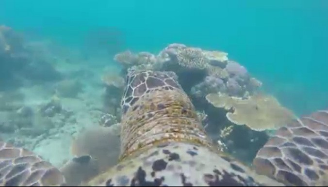 A turtle swims through the Great Barrier Reef