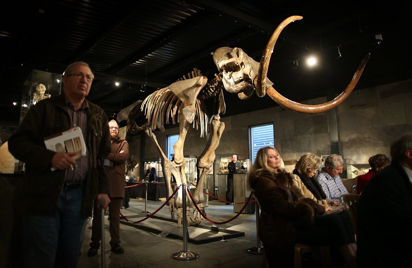 A woolly mammoth skeleton.  Peter Macdiarmid  Getty Images