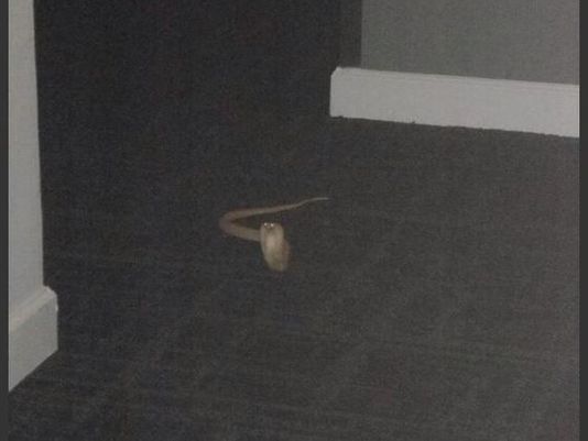 Cobra caught inside luxury downtown high-rise