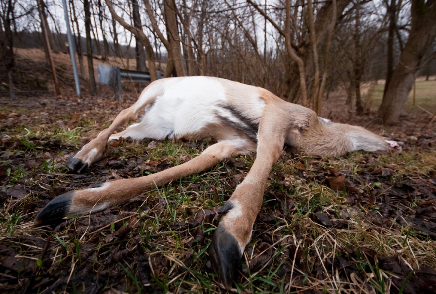 An unexpected case of CWD has both deer breeders and hunters in Texas worried