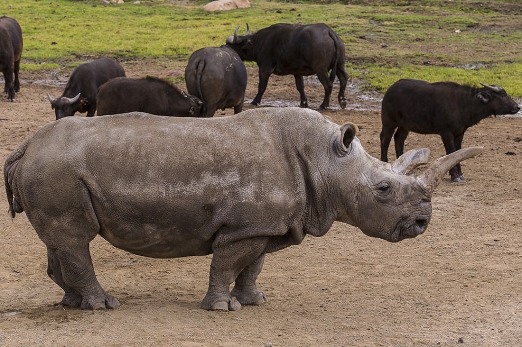 Critically endangered northern white rhino dies at Czech zoo - US News - US