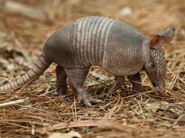 'florida armadillos carry leprosy