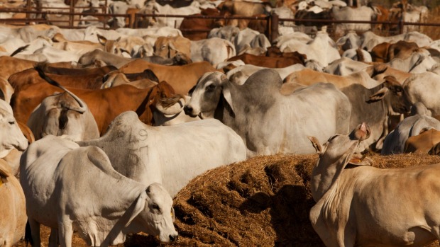 Agriculture Minister Barnaby Joyce estimates the deal with China is potentially worth between $1 billion to $2 billion a year to the Australian economy