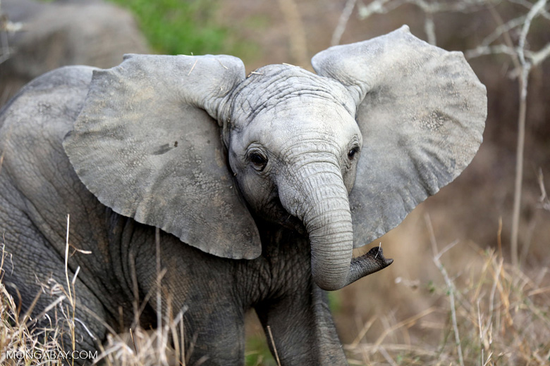 Baby African elephant in South Africa