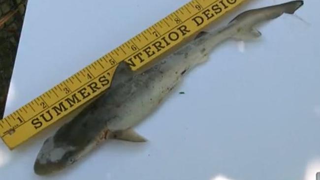 Real-life Sharknado... a baby shark fell from the sky into a stunned family’s backyard