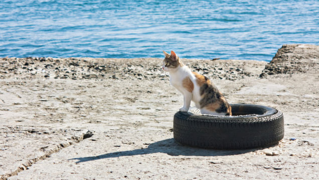 Study Beaches Are Literal Human Litter Boxes