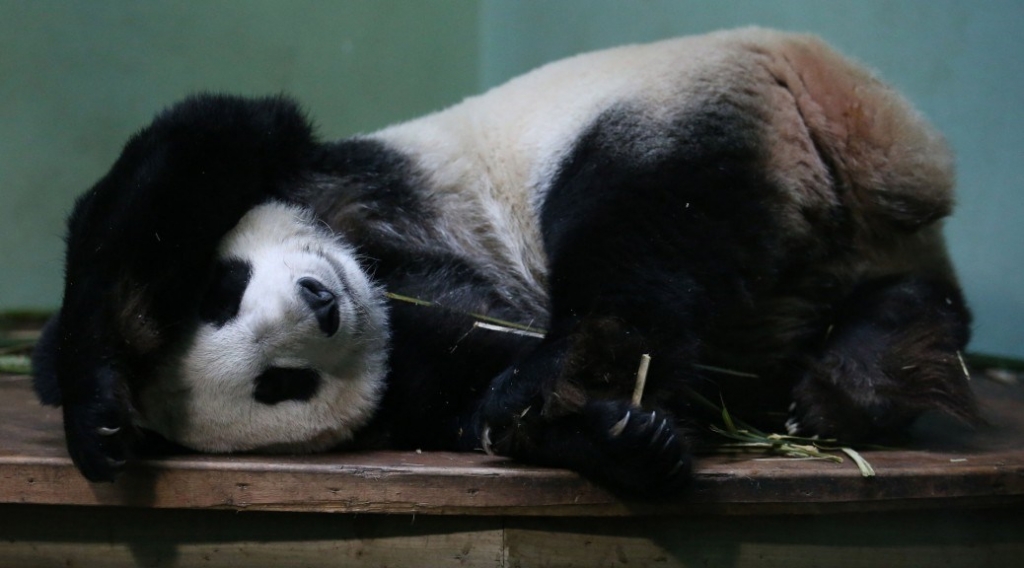 Pandas Can Be Just As Slow-Moving As Sloths Due To Low Metabolism: Study