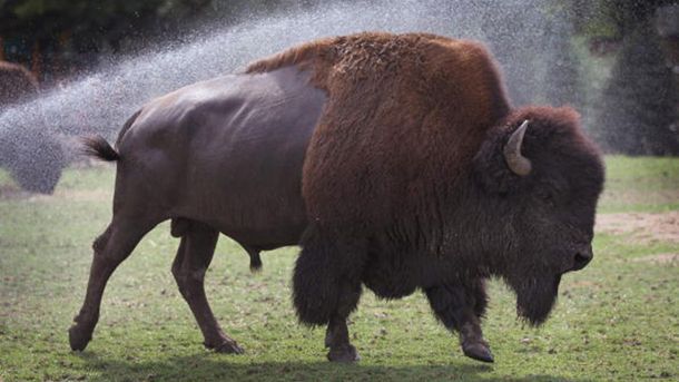 Bison flips woman posing for selfie at Yellowstone National Park - Mashable