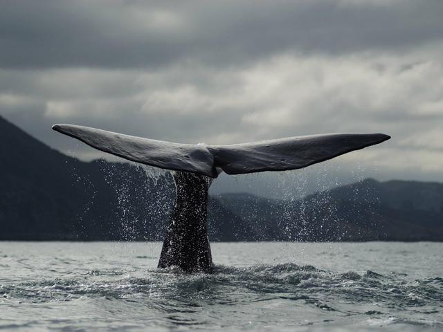 Whales' feeding frenzy off Northern California's coast prompts boating warning