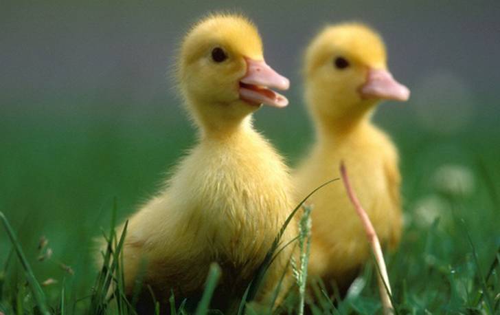 Two ducklings- similar to this pair- became trapped in the drain Credit PA