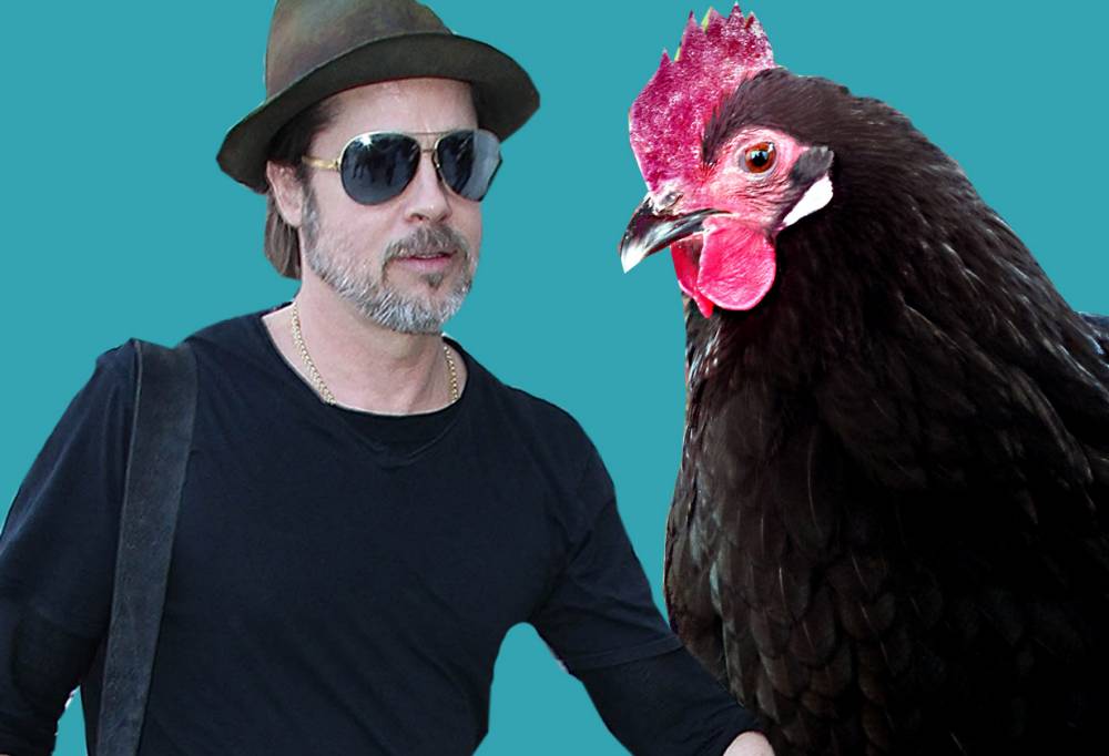 Brad Pitt hits out at 'cruelty&#039 to caged hens in passionate letter to Costco