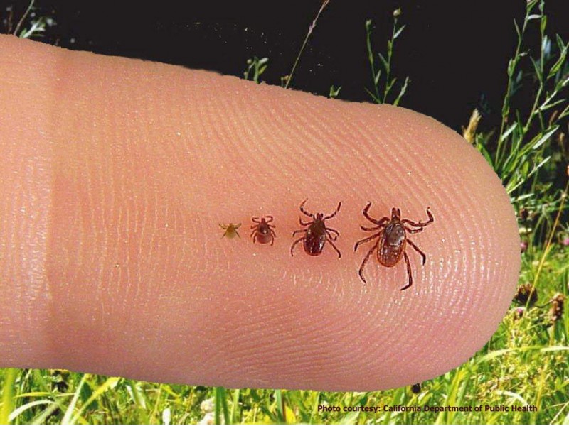 Lyme Disease Is Growing Spreading To New Areas CDC Study