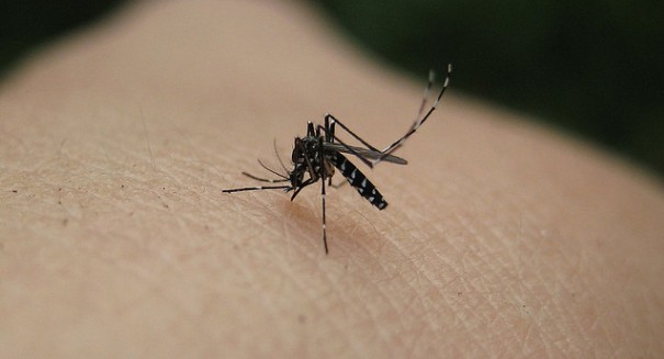 Alert More cases of West Nile Virus have been detected in Illinois