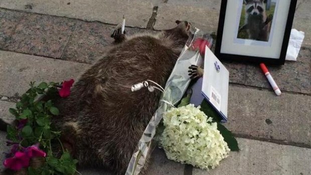 Conrad the raccoon is trending as #deadracoonTO