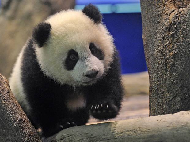 Giant pandas live in the slow lane | Science News