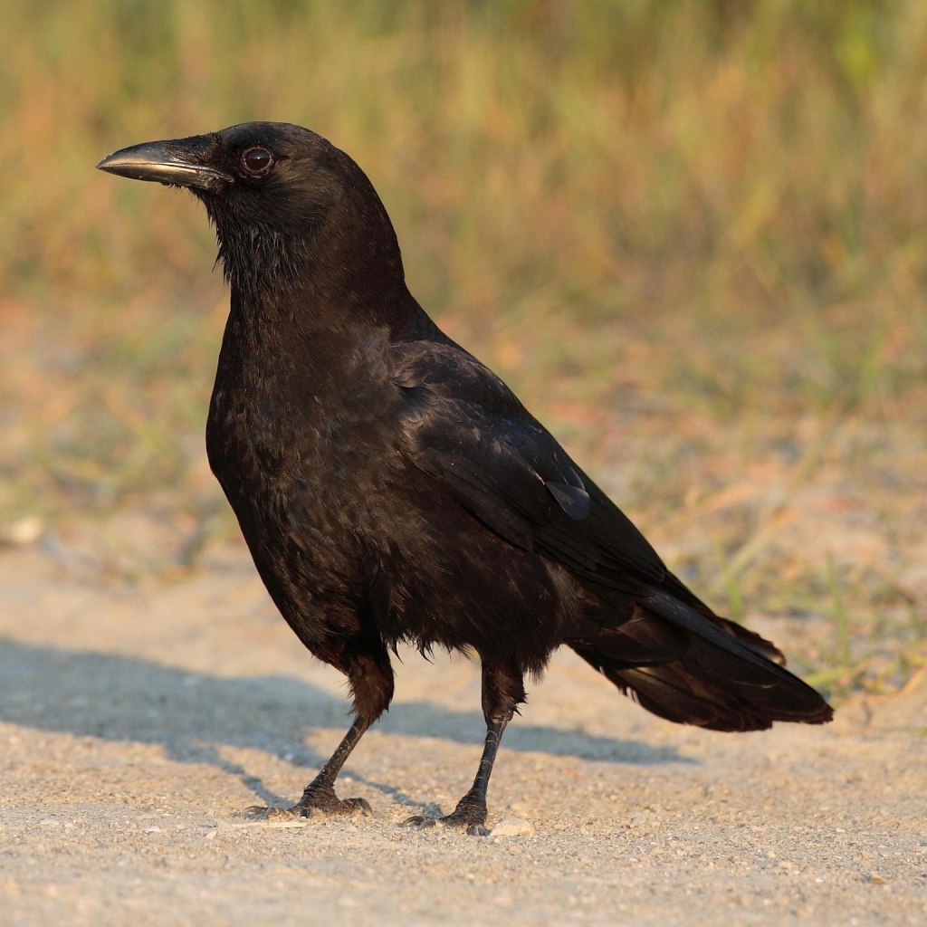 Corvus-brachyrhynchos or the common crow