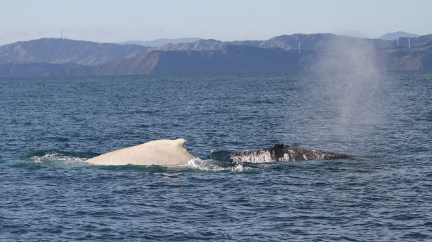 The white humpback was spotted alongside a black humpback whale during the annual Cook Strait Whale Survey on Sunday