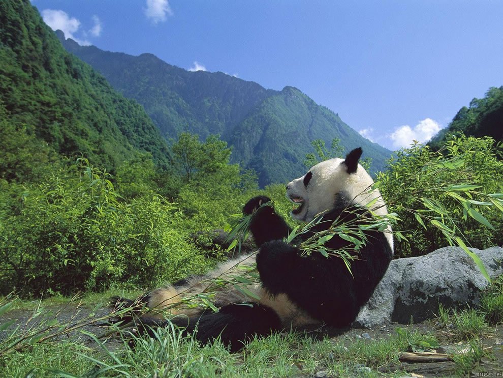 Laidback Lifestyle Allows the Panda to Eat Just Bamboo | Times Gazette