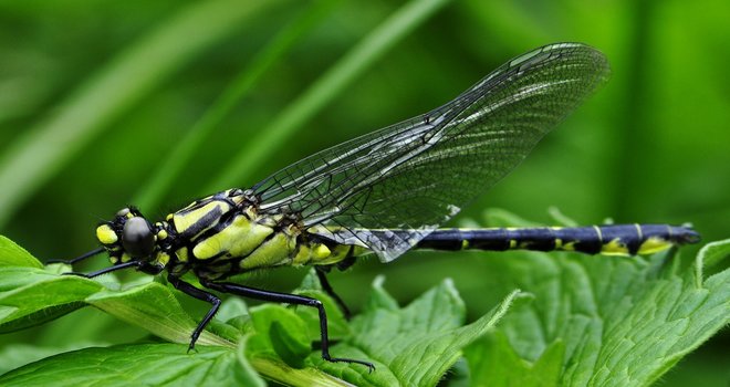 Endangered dragonflies, raised in captivity over several years, being released