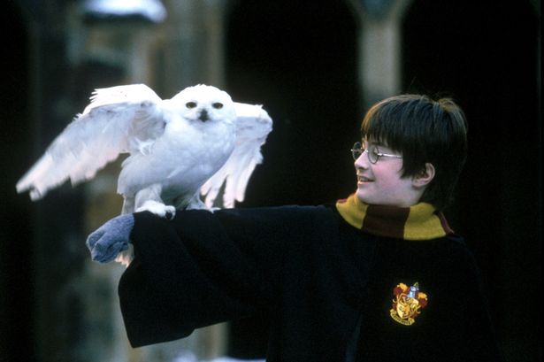 Harry Potter and Hedwig during Harry Potter and the Sorcerer's Stone