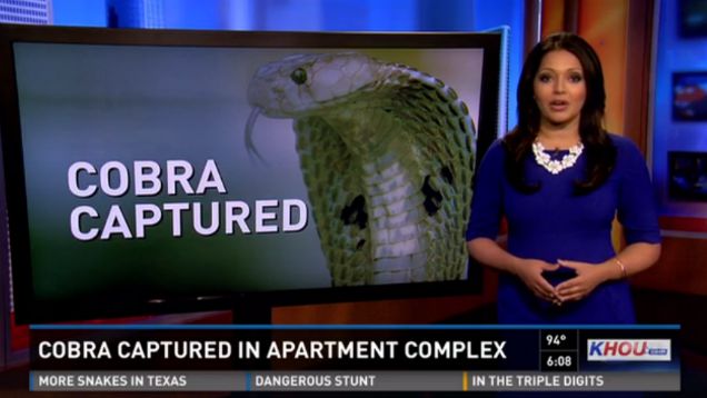 Hey Is This Your Cobra