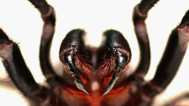 Spider close-up