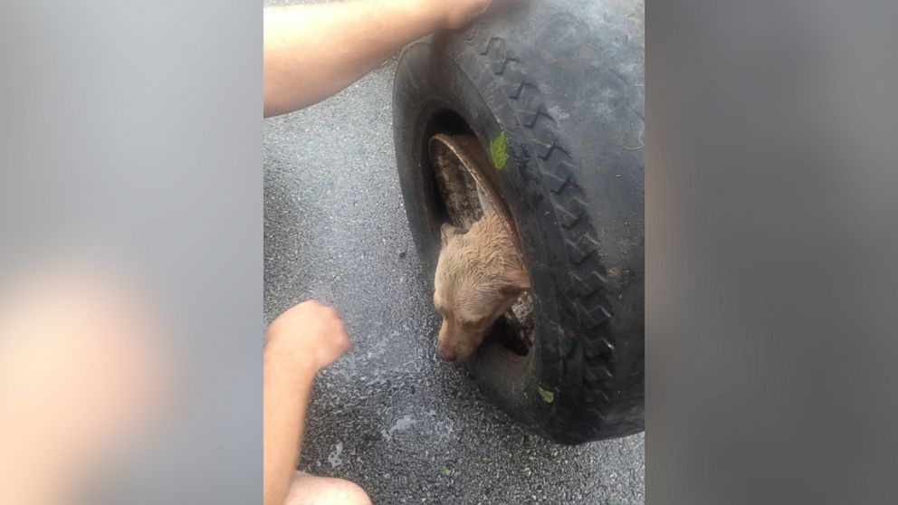 Firefighters from Stations 5 and 14 rescued a dog this evening after the animal got its head stuck in the rim of a tire