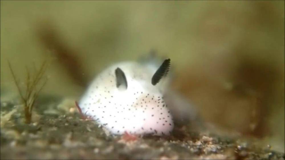 Sea bunnies are the cutest slugs you'll see today