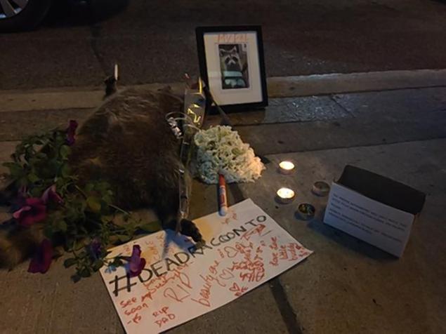 A candle lit vigil sprung up around a deceased raccoon in Toronto