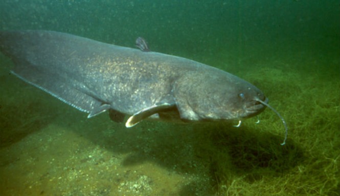 Loch Ness Monster Mystery Solved By Giant Wels Catfish