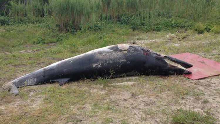 Marine biologists are examining the whales remains