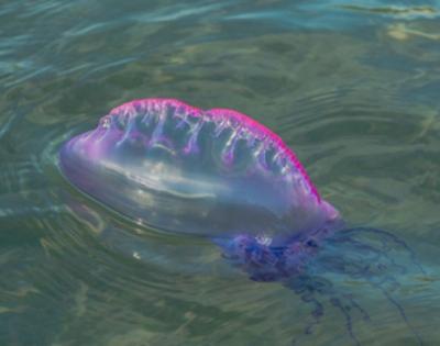 Poisonous Portuguese Man-of Wars spotted off Jersey Shore