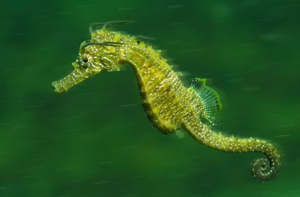 Sturdier More Flexible Robots Could be Built Thanks to Seahorse's Tail