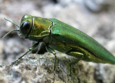 Emerald Ash Borer in Brockton