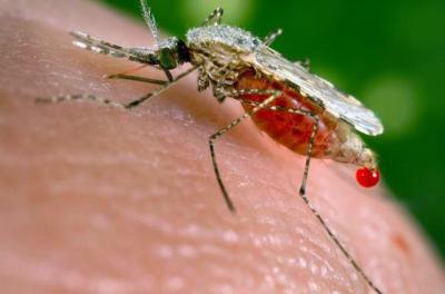 Mosquito pool tests positive for West Nile virus, Boulder County Public Health