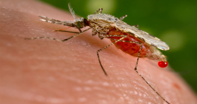 Mosquitoes Use Smell to See Their Hosts - Bioscience Technology