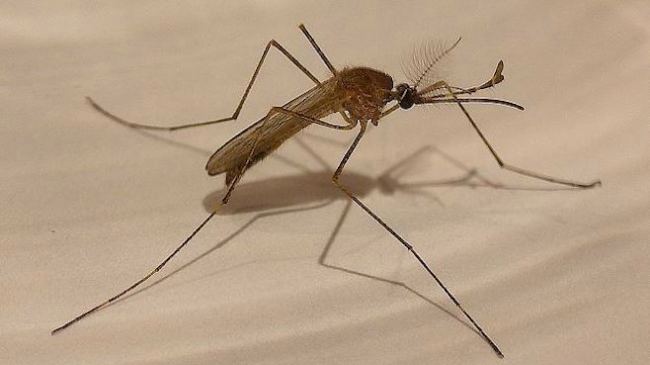 Ohio officials urge precautions against mosquitoes - Daily Journal