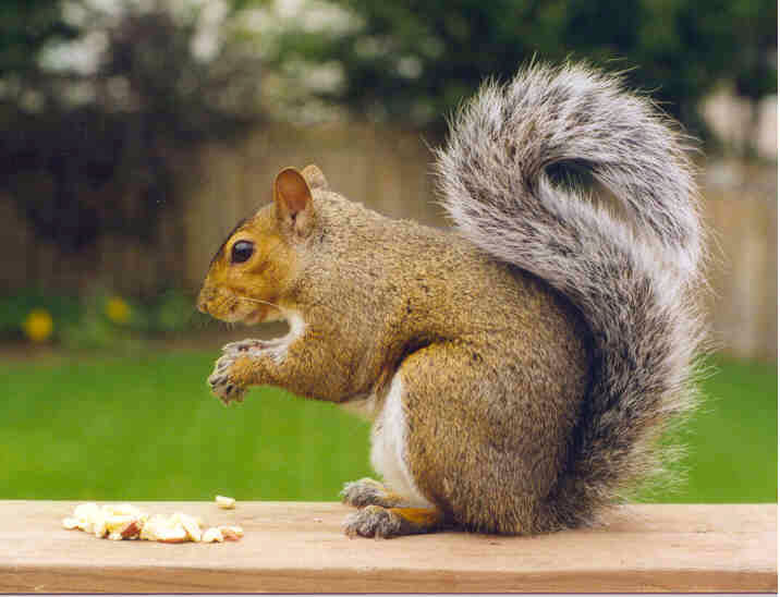 Squirrel virus may have killed 3 German men - UPI.com