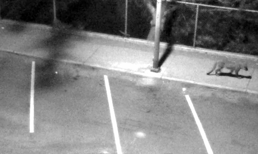 One of the mountain lion sightings in San Francisco captured on a security camera