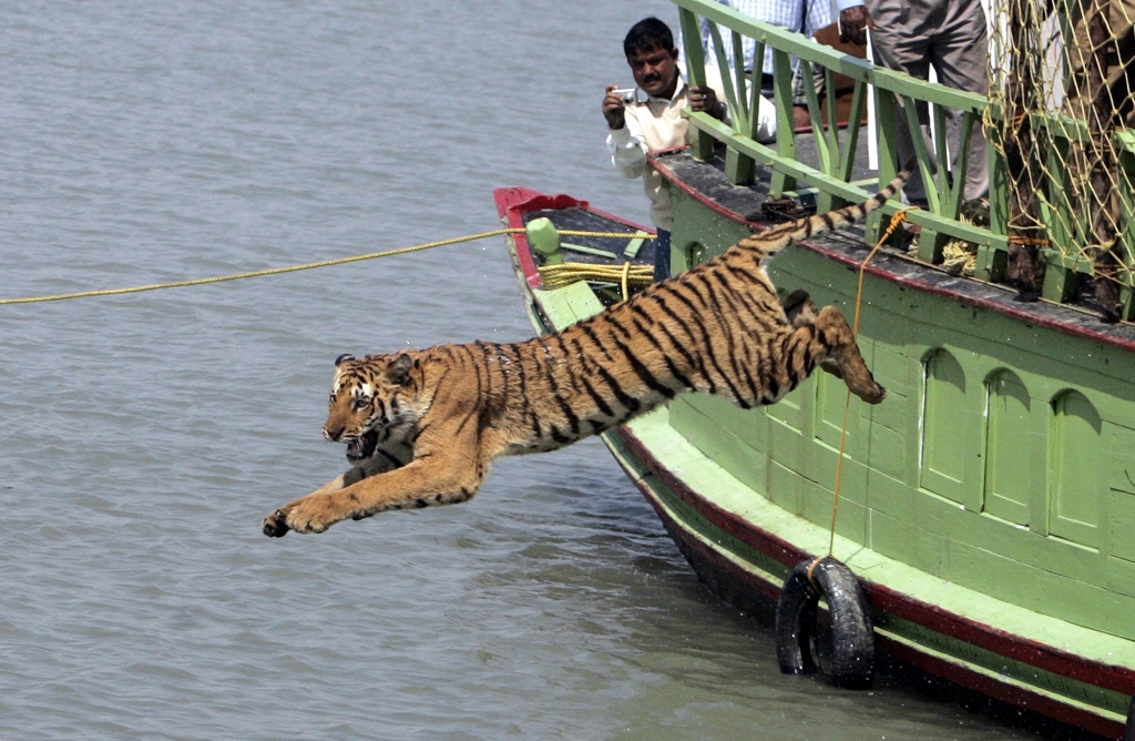 Forest workers watch a tigress as she jumps into the waters of river Sundari Kati after its release from a cage at Sundarbans