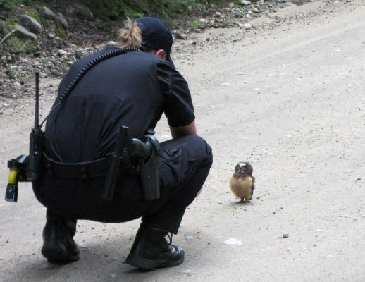 Owl with an attitude wins face-off with deputy - SFGate