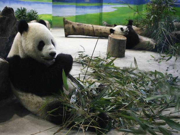 Panda fakes pregnancy to get round-the-clock care in Taiwan