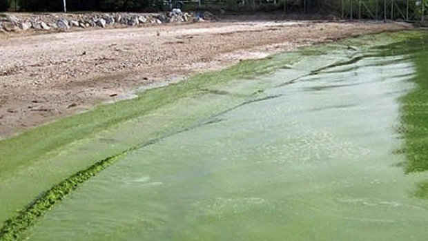 Phosphorous common in fertilizer fuels algae growth and runs off into the waterways during heavy rains