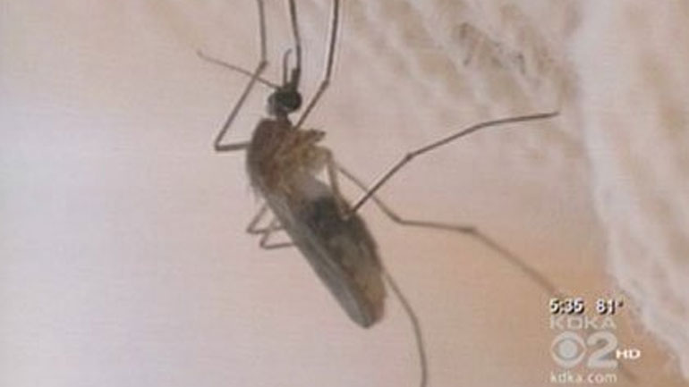 West Nile virus infection confirmed in Washington resident | Department of