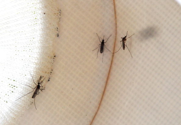 Health Officials Expect Active West Nile Season