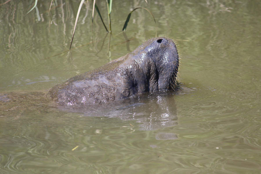 Manatee Spotted in Chesapeake and Delaware Canal - WBOC-TV 16, Delmarvas News