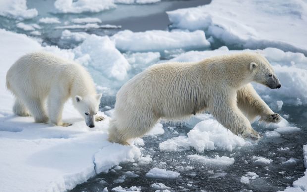 Polar bears across the Arctic region face a shortage of food in the summer due to increased melting of ice